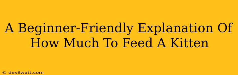 A Beginner-Friendly Explanation Of How Much To Feed A Kitten