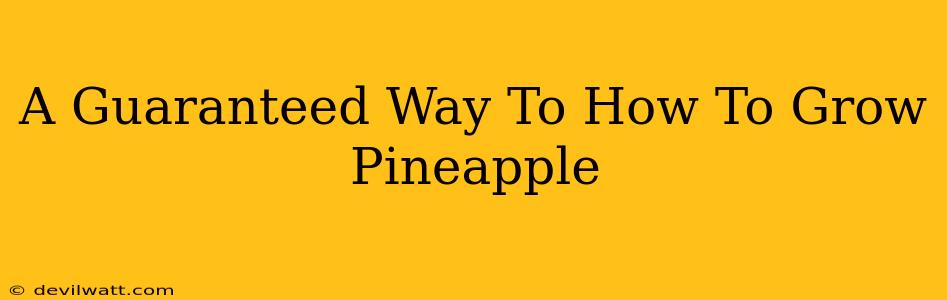 A Guaranteed Way To How To Grow Pineapple