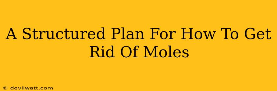 A Structured Plan For How To Get Rid Of Moles