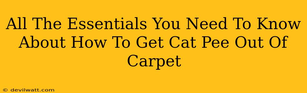 All The Essentials You Need To Know About How To Get Cat Pee Out Of Carpet