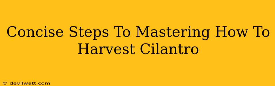 Concise Steps To Mastering How To Harvest Cilantro