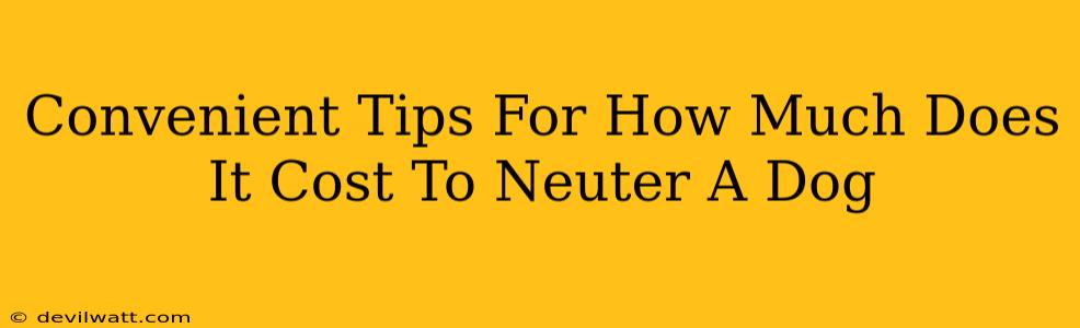 Convenient Tips For How Much Does It Cost To Neuter A Dog