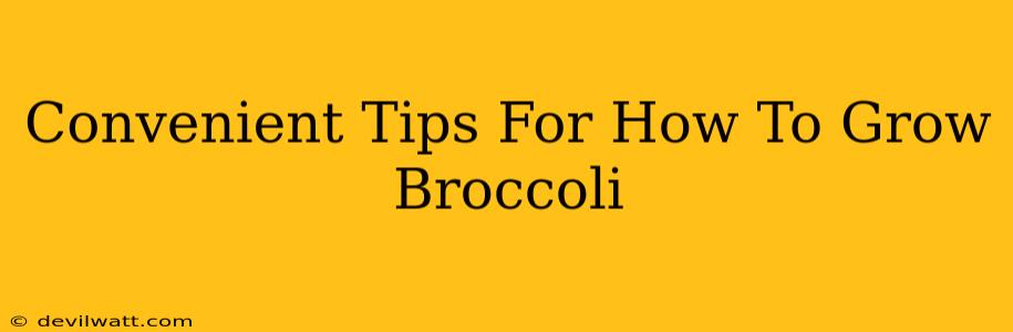 Convenient Tips For How To Grow Broccoli