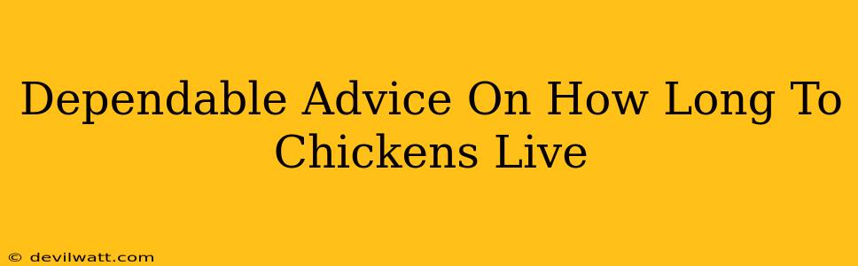 Dependable Advice On How Long To Chickens Live