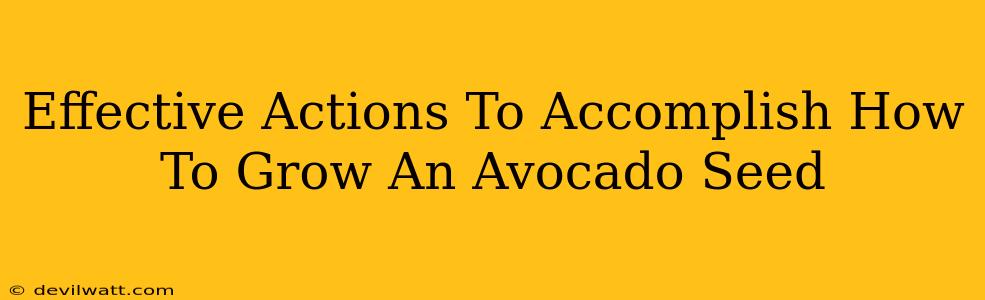 Effective Actions To Accomplish How To Grow An Avocado Seed