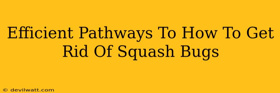 Efficient Pathways To How To Get Rid Of Squash Bugs