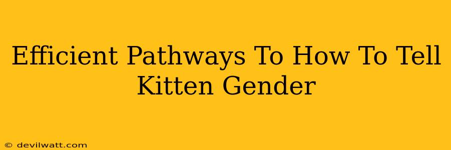 Efficient Pathways To How To Tell Kitten Gender