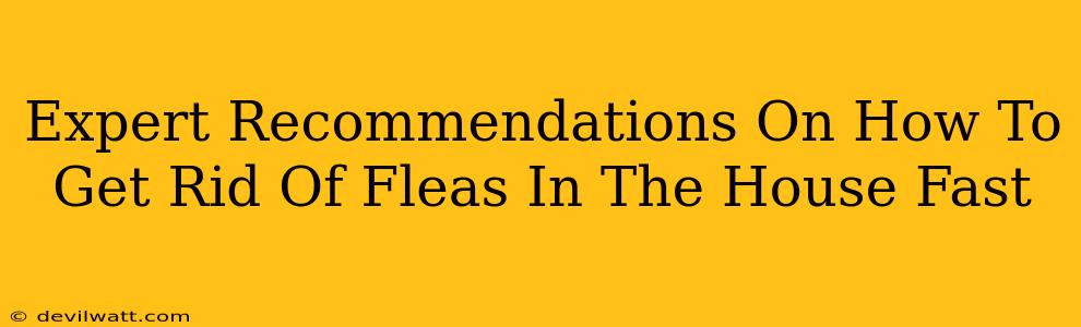 Expert Recommendations On How To Get Rid Of Fleas In The House Fast