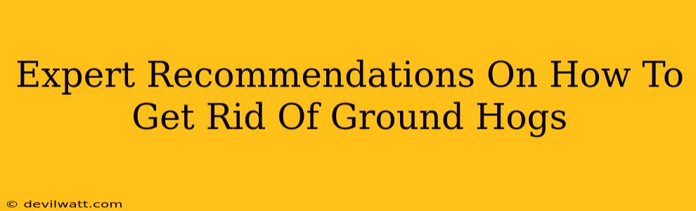 Expert Recommendations On How To Get Rid Of Ground Hogs