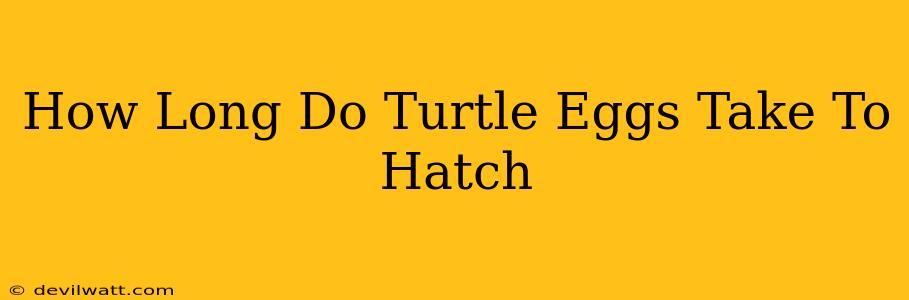 How Long Do Turtle Eggs Take To Hatch