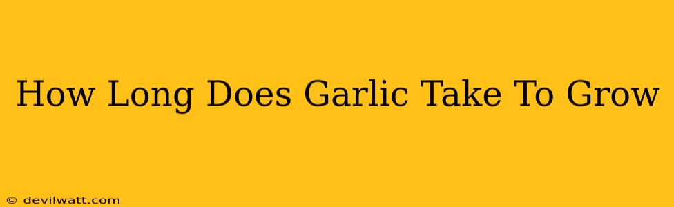 How Long Does Garlic Take To Grow