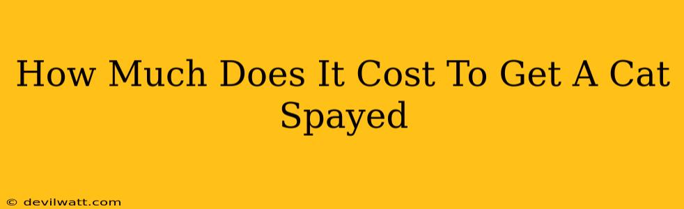 How Much Does It Cost To Get A Cat Spayed