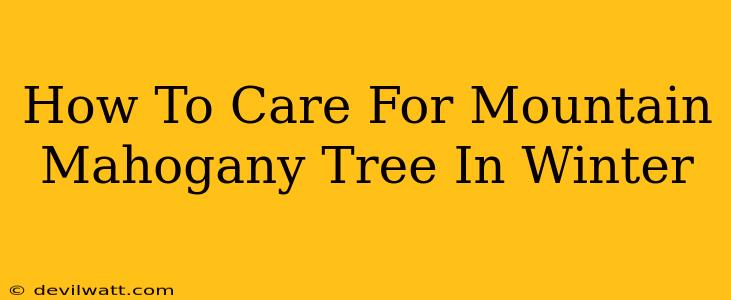 How To Care For Mountain Mahogany Tree In Winter