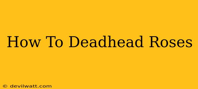 How To Deadhead Roses