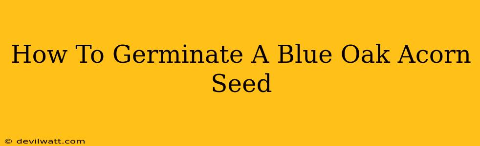 How To Germinate A Blue Oak Acorn Seed