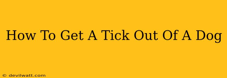 How To Get A Tick Out Of A Dog