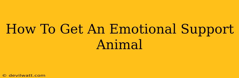 How To Get An Emotional Support Animal