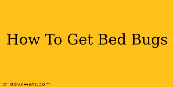 How To Get Bed Bugs