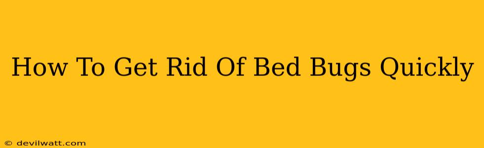 How To Get Rid Of Bed Bugs Quickly