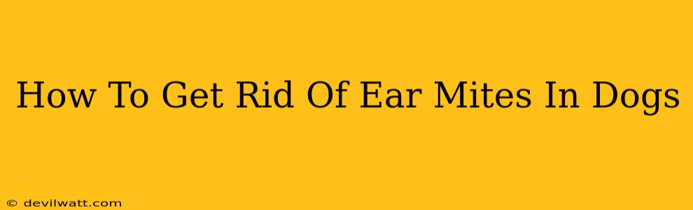 How To Get Rid Of Ear Mites In Dogs