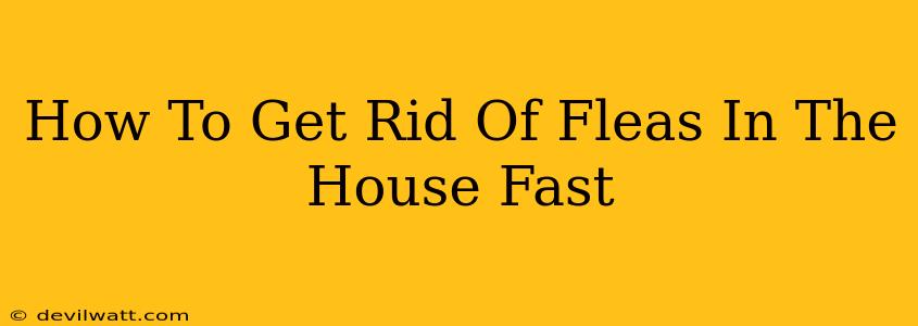 How To Get Rid Of Fleas In The House Fast