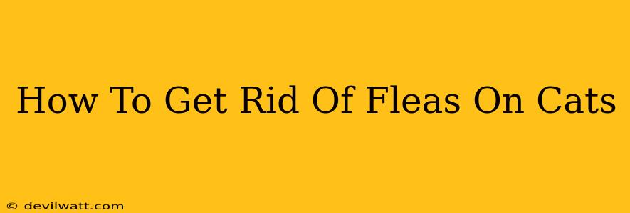 How To Get Rid Of Fleas On Cats