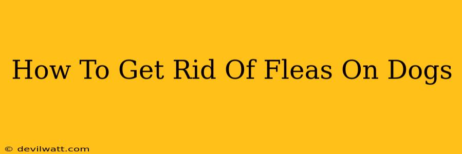 How To Get Rid Of Fleas On Dogs