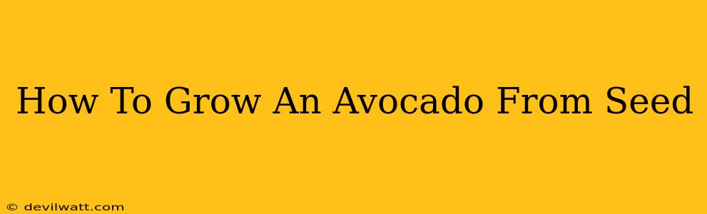 How To Grow An Avocado From Seed