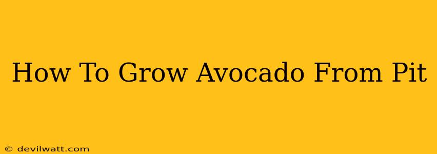 How To Grow Avocado From Pit