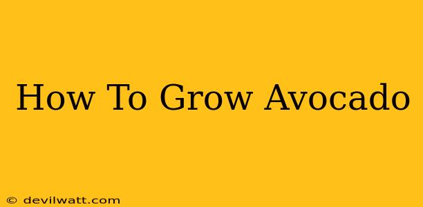 How To Grow Avocado