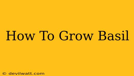 How To Grow Basil