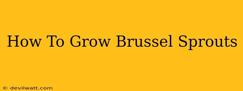 How To Grow Brussel Sprouts