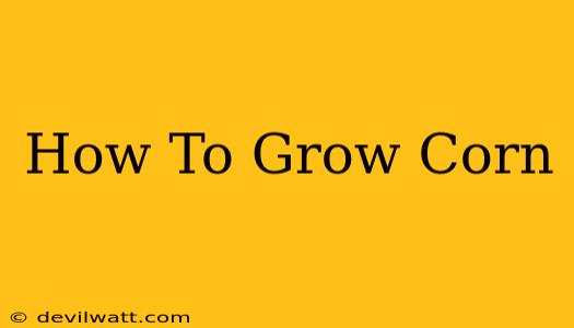 How To Grow Corn