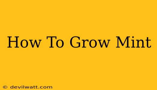 How To Grow Mint