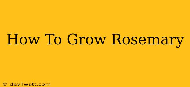 How To Grow Rosemary