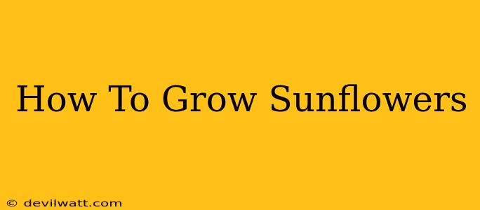 How To Grow Sunflowers