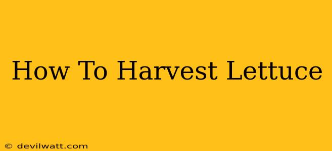 How To Harvest Lettuce