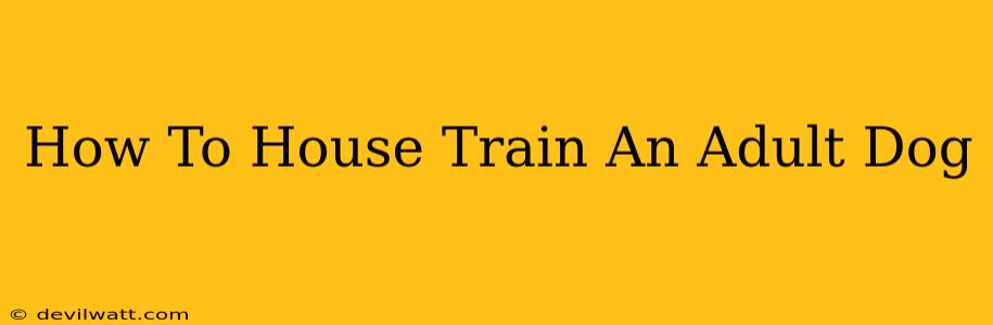 How To House Train An Adult Dog