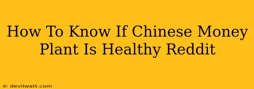 How To Know If Chinese Money Plant Is Healthy Reddit