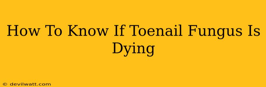 How To Know If Toenail Fungus Is Dying