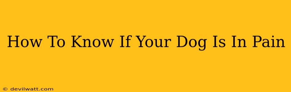 How To Know If Your Dog Is In Pain