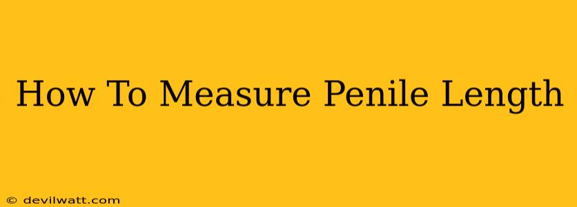 How To Measure Penile Length