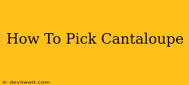 How To Pick Cantaloupe