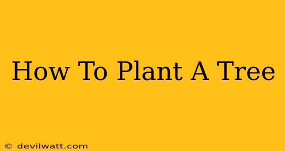 How To Plant A Tree