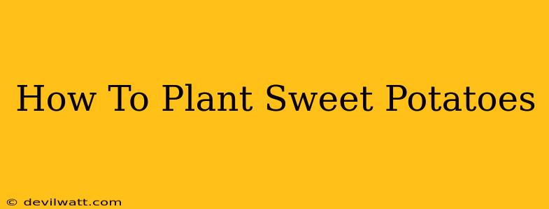 How To Plant Sweet Potatoes