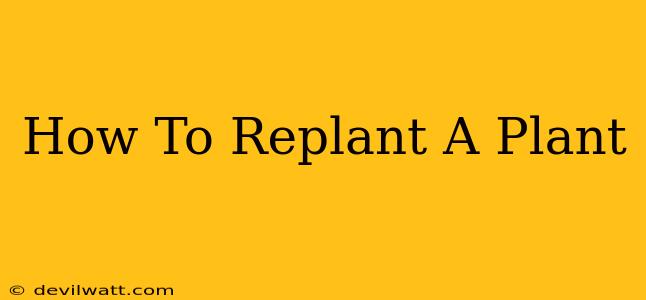 How To Replant A Plant