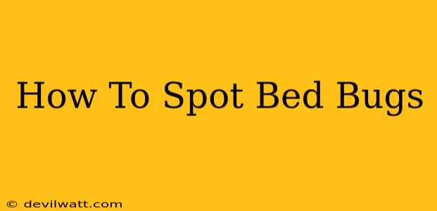 How To Spot Bed Bugs