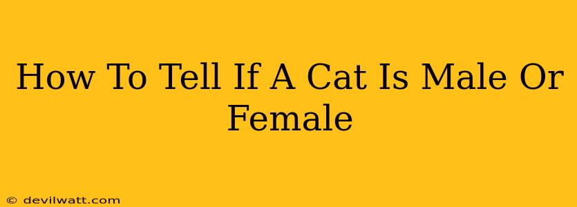 How To Tell If A Cat Is Male Or Female