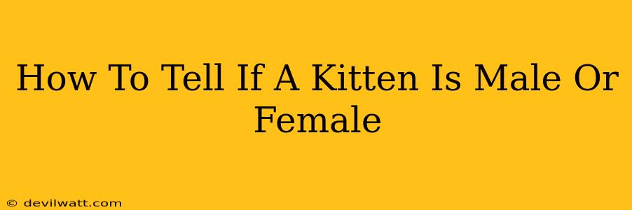 How To Tell If A Kitten Is Male Or Female