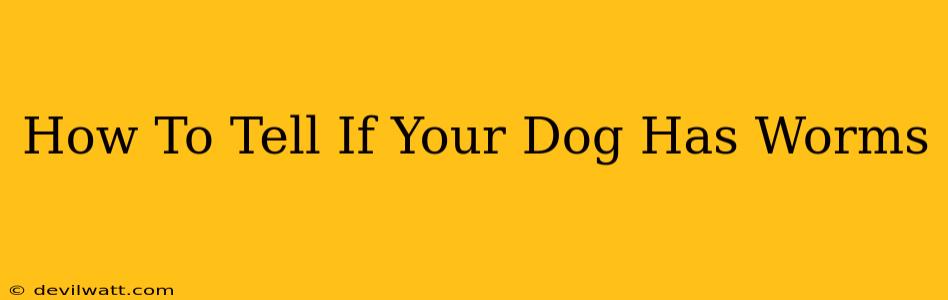 How To Tell If Your Dog Has Worms